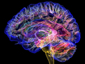 在线免费观看艹b大脑植入物有助于严重头部损伤恢复